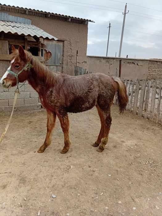 Еркек жабағы сатылады