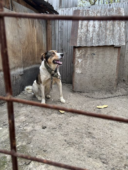 Отдам даром девочка