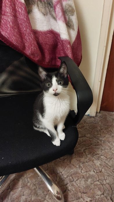 Doi pui de pisică își caută o familie
