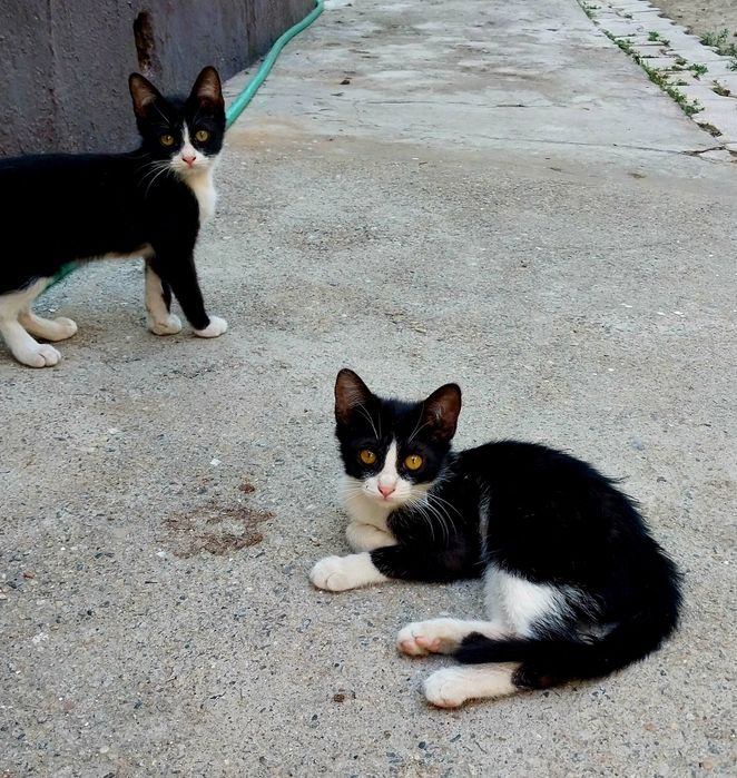 Котики в добрые руки