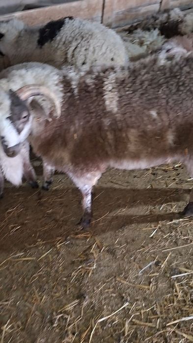 De vanzare miei pe stabulatie!