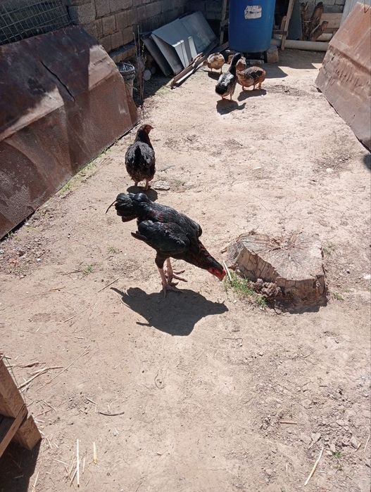 Zoti toza xali joʻja uyda boqilgan