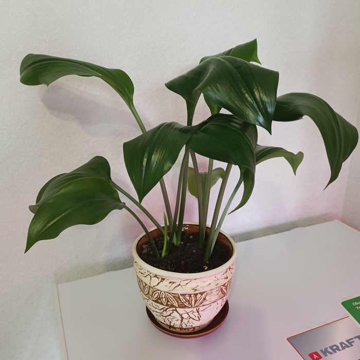 Комнатные растения