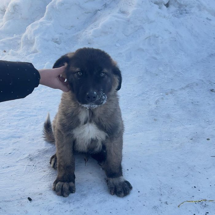 Алабай күшік сатылады