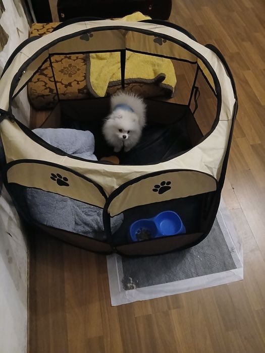 Продавам мини щпиц