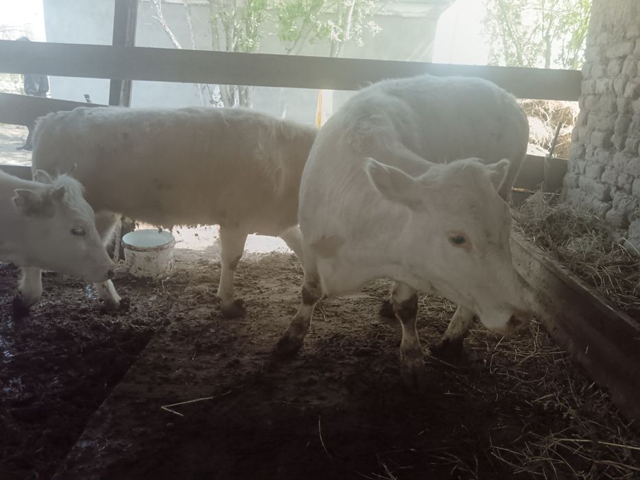 қашарлар сатылады