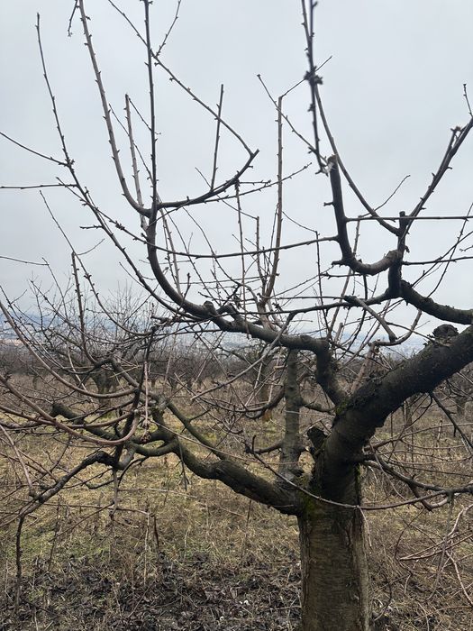 A inceput taierile de primavara