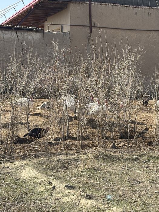 Индюк, Курка …..