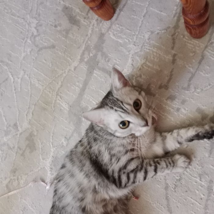 Кошка очень ласковая всеядная