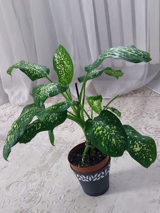 комнатные цветы для гостиной