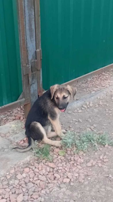 Важна любая помощь для щенка