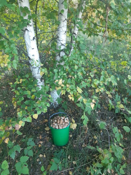 Продам грибы валуи 2500