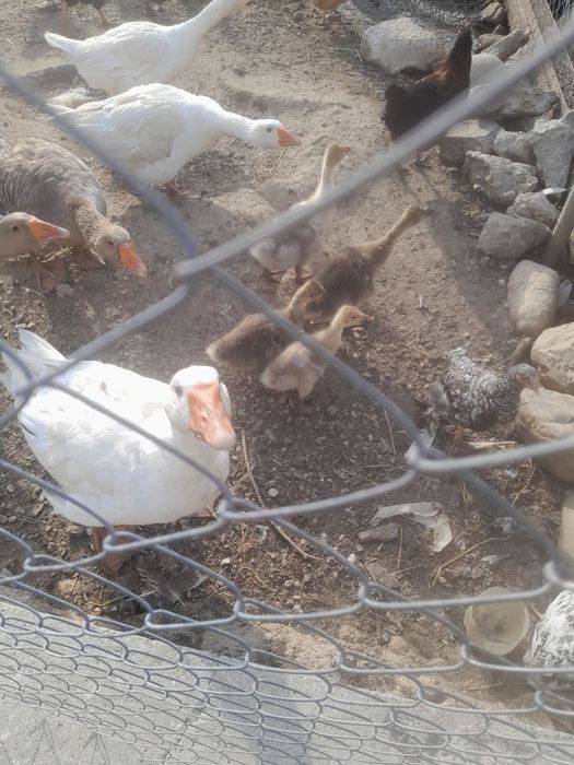 Rațe și gâște de vanzare!