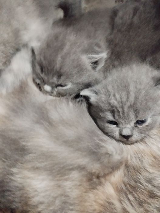 Продаются котята шатланские