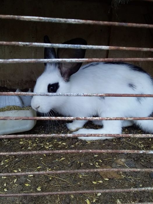 Продам кроликов!