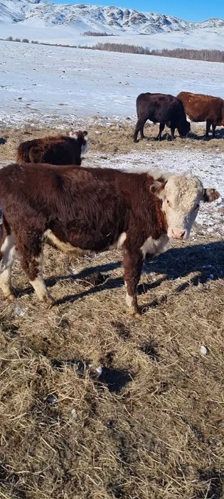 Ақбас белоголовые герефорд