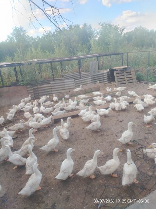 Продаются утки домашние.