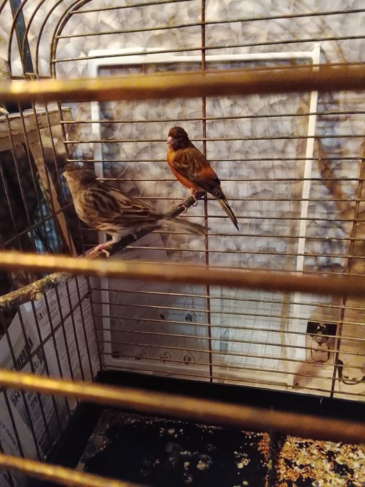 Продаю канарейк самок