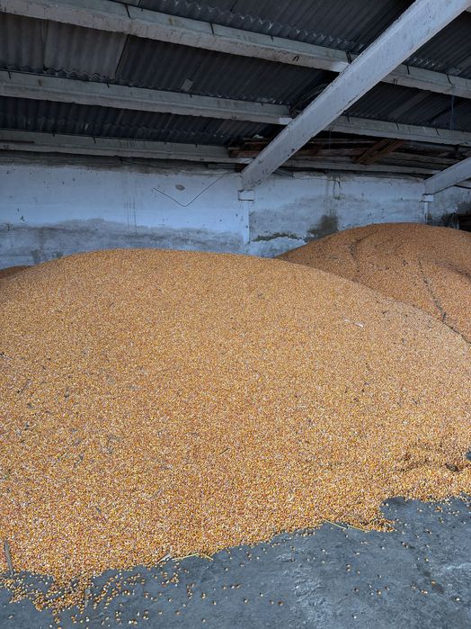 Porumb roșu de vânzare