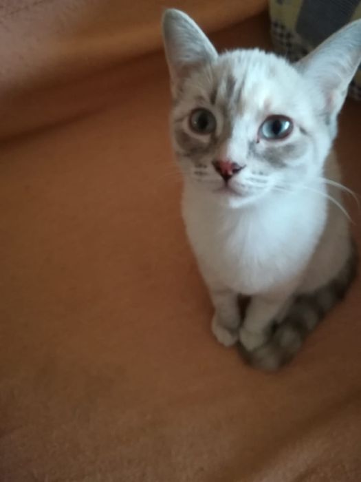 Отдам двух сиамских