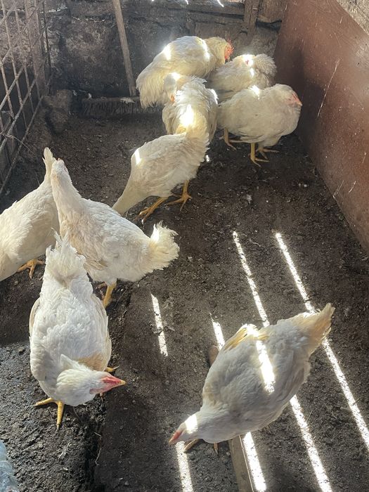 Disponibili pui de carne