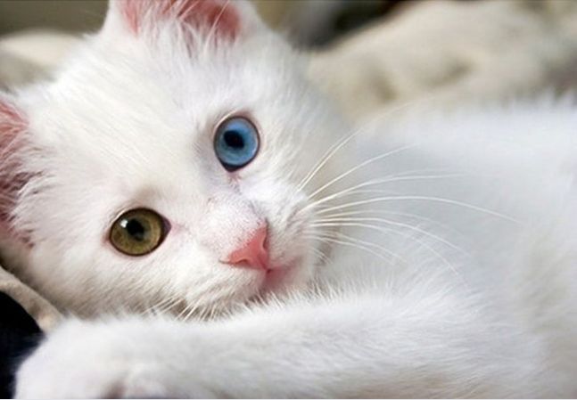 Arzon narxda turetskiy angora