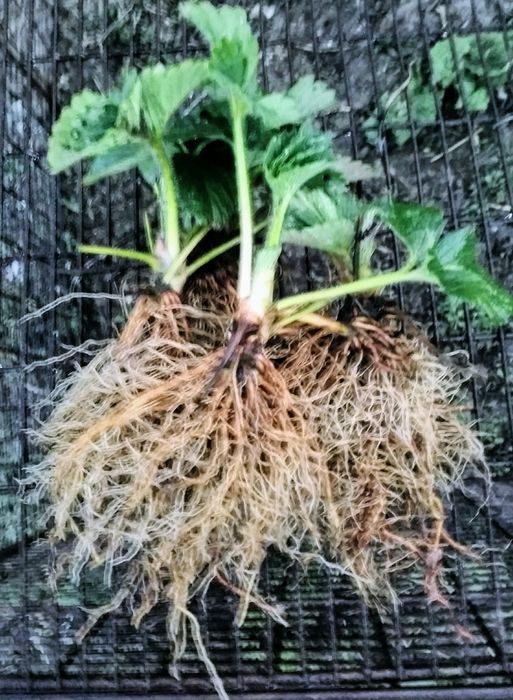 Таёжная земляника