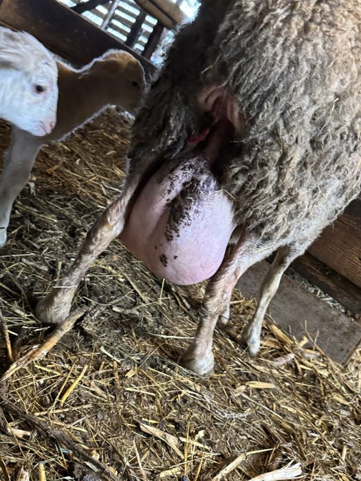 Продавам шилета 6.бр