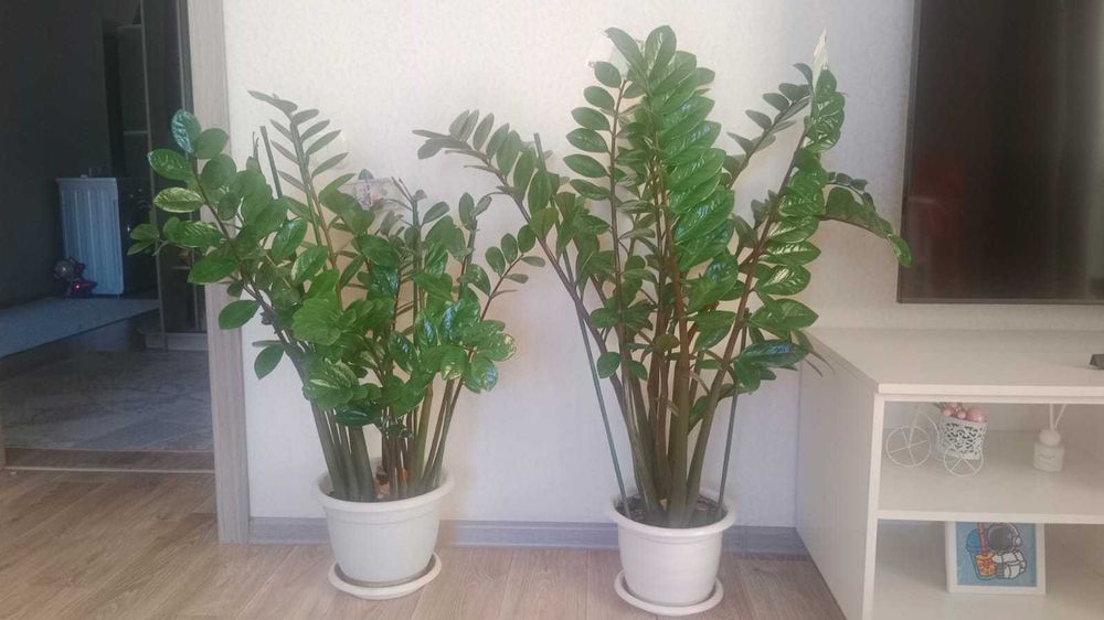 Продам комнатные растения