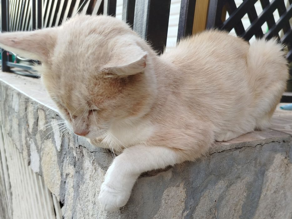Мило мъжко коте търси дом