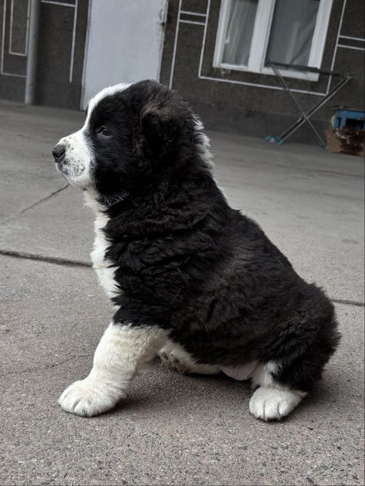 Продам щенка сучка 1,5 месяца