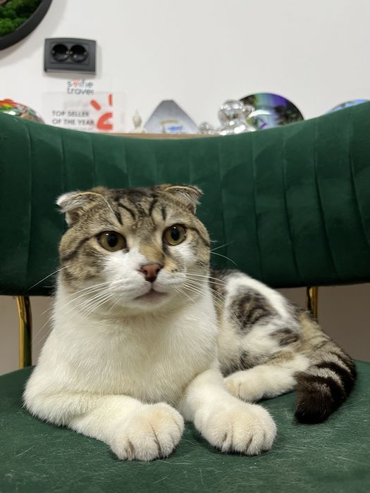 Отдам кота в добрые руки