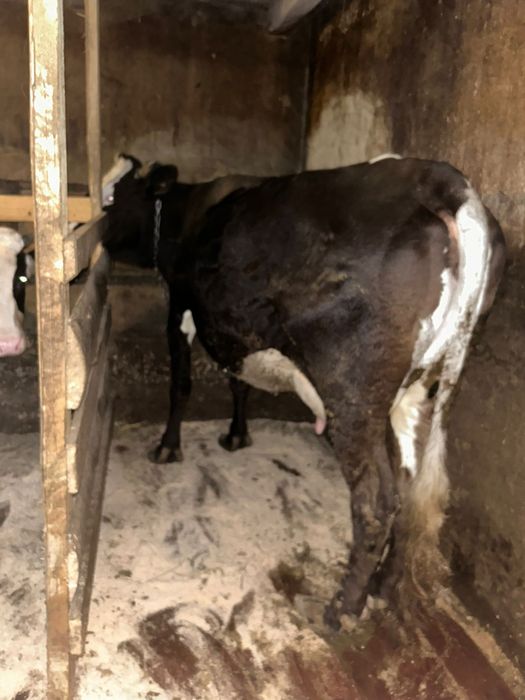 Vaca de ținut    bandă