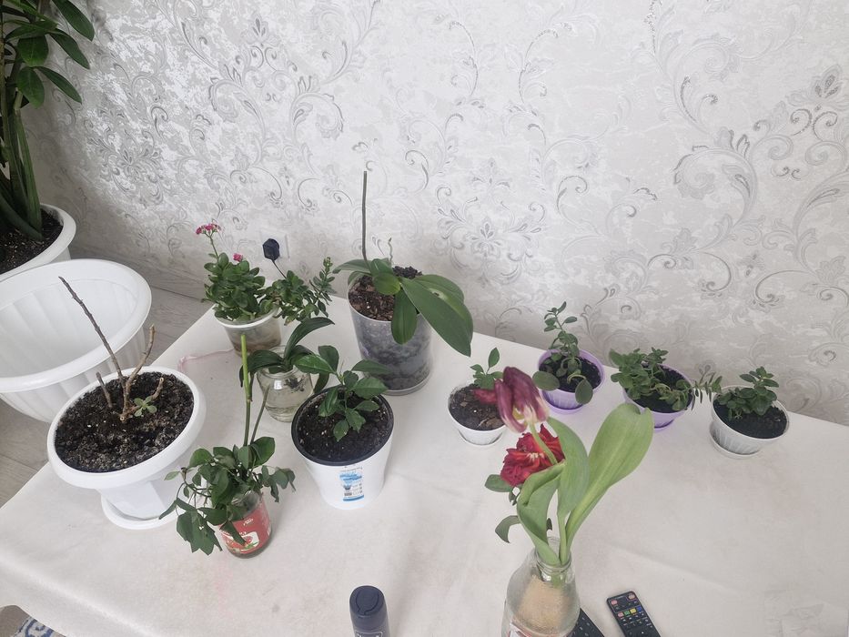 Цветы комнатные.