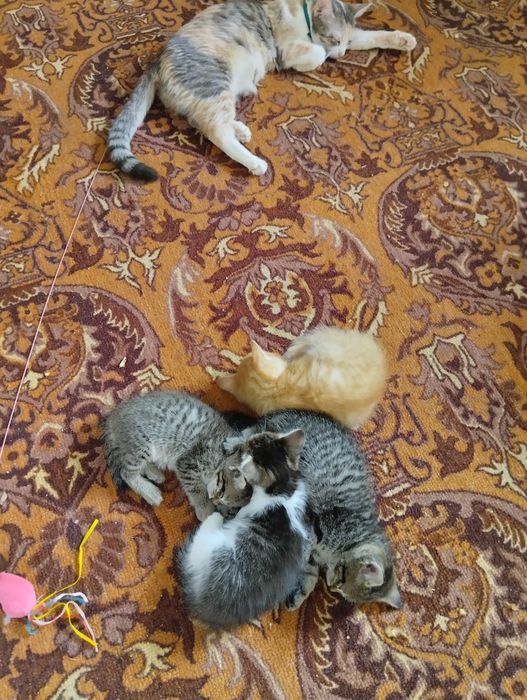 Отдам котят в добрые руки