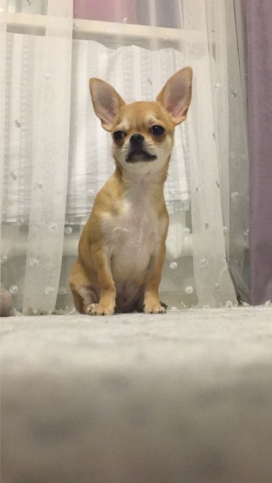 Вязка чихуа-хуа кобель