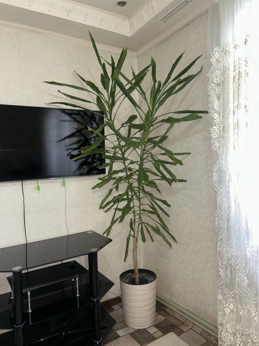 Драцена (душистая) (Dracaena fragrans)