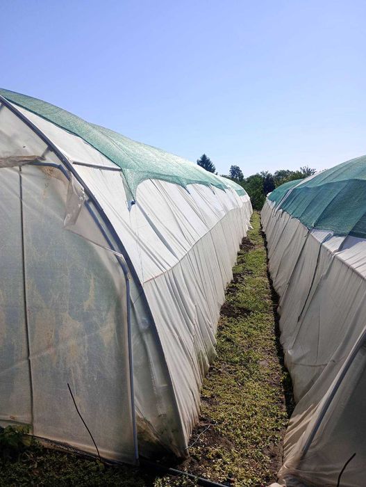 Три броя оранжерии