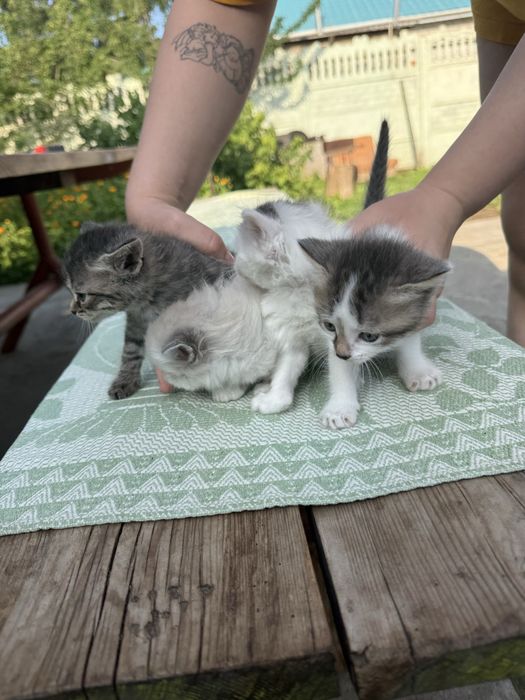 Котики в хорошие руки