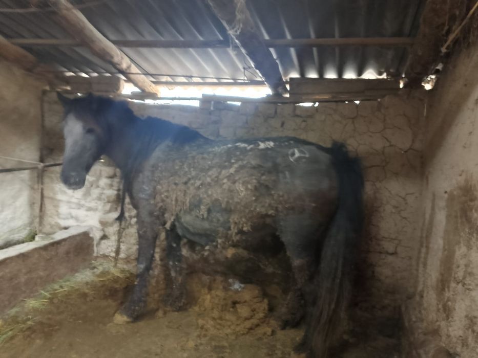 Жылкы еты Конина