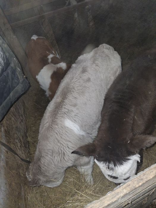 Қашар, баспақ қашар, еркек бұзаулар сатылады