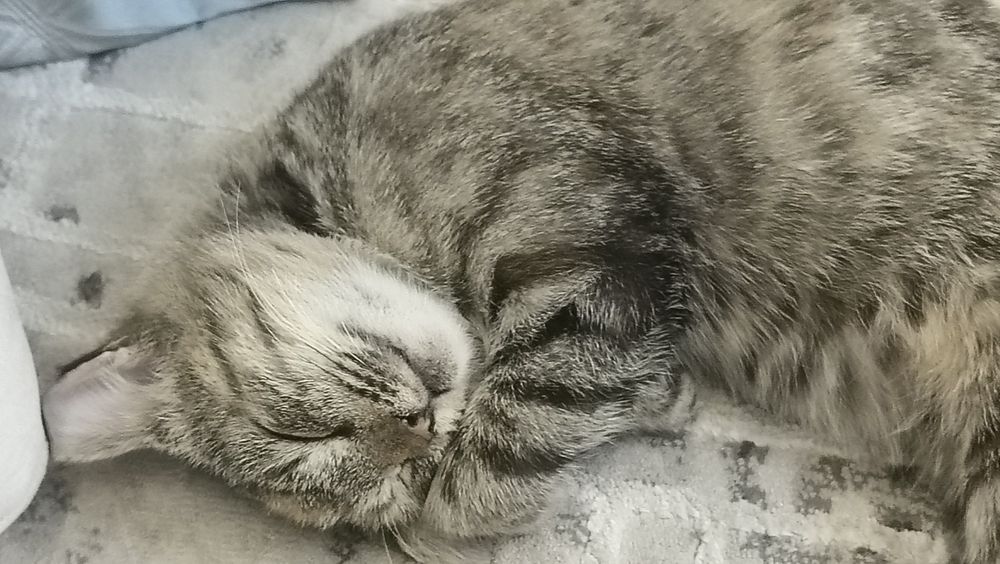 СРОЧНО отдаем котят в добрые руки срочно!