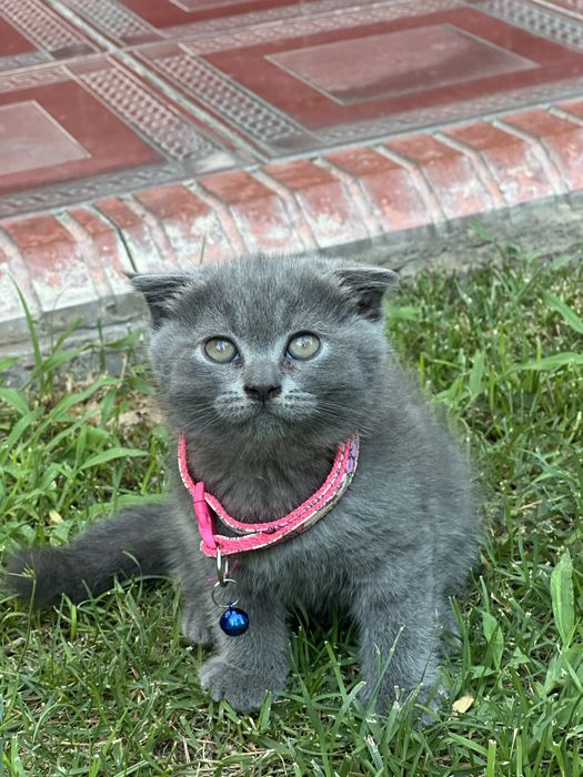 skotish fold котята