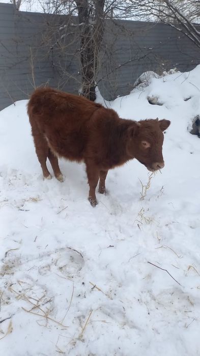 Животные сельхоз животные