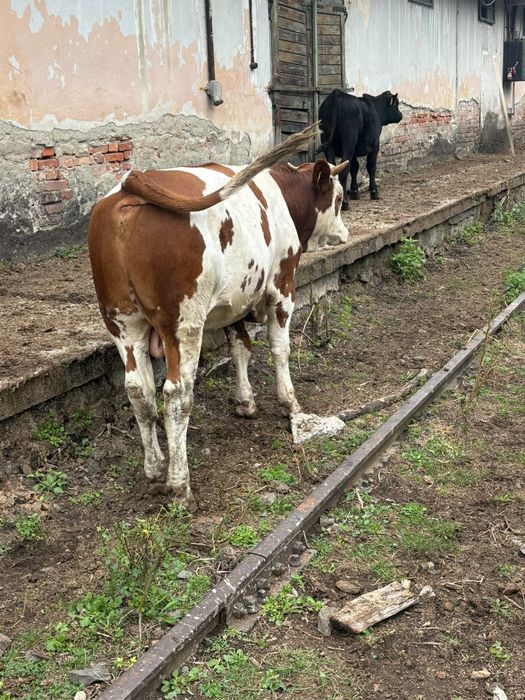 Vand Taur Bălțat