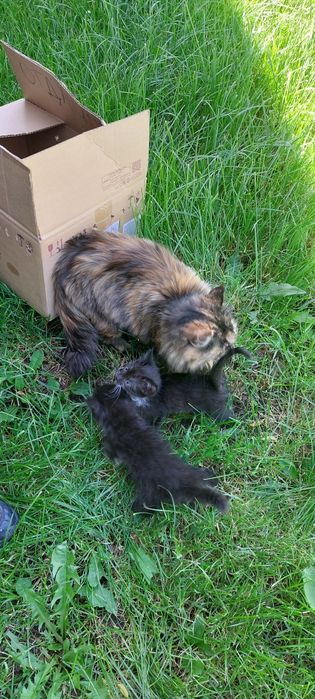 Отдам котят бесплатно