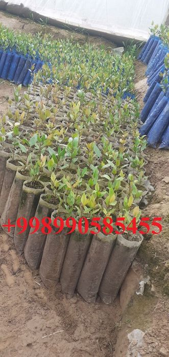 Xandon pista ko'chatlari