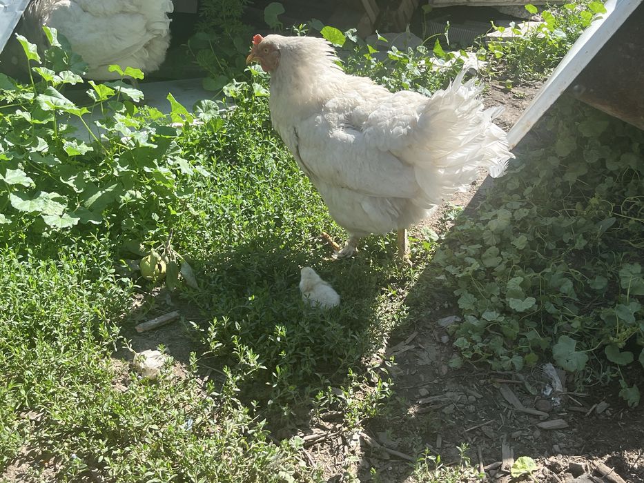 Петух и курицы продам