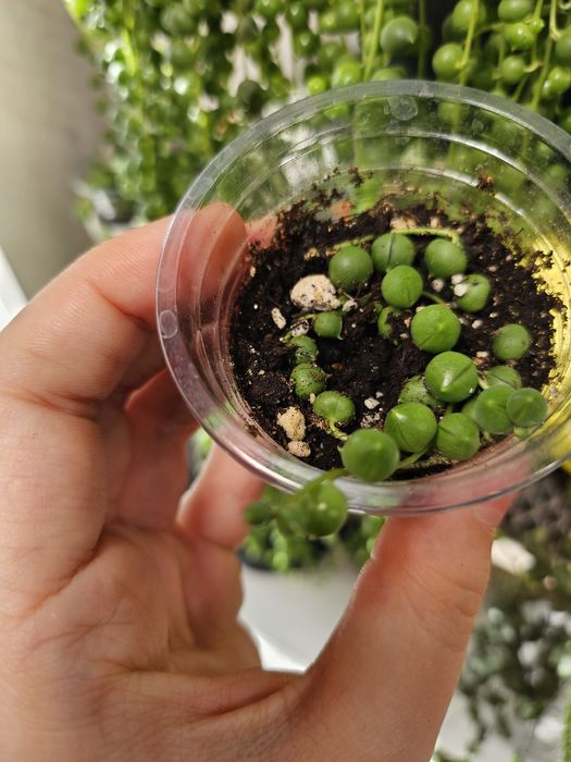 Продам крестовник роули