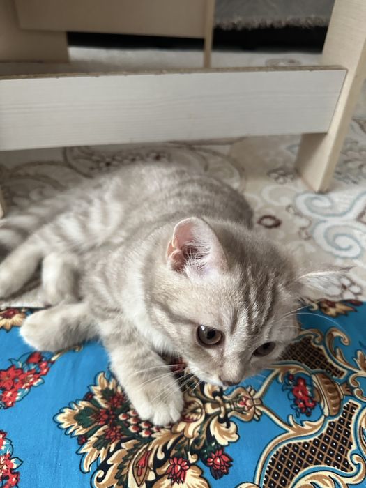 Продам срочно котёнка 5 месяцев. Игривая девочка.